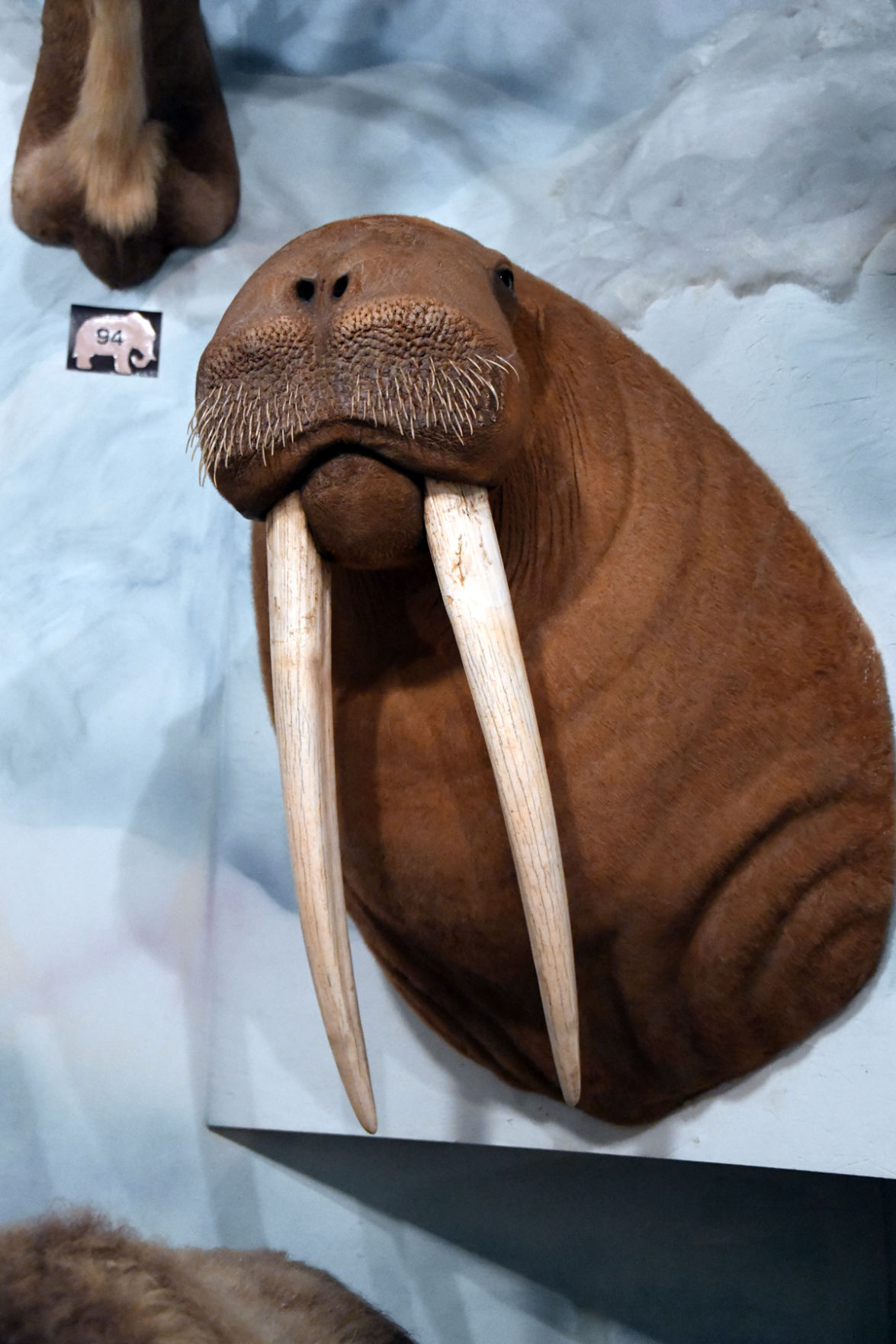 156 Walrus trophy at the Pierson Wildlife Museum.JPG